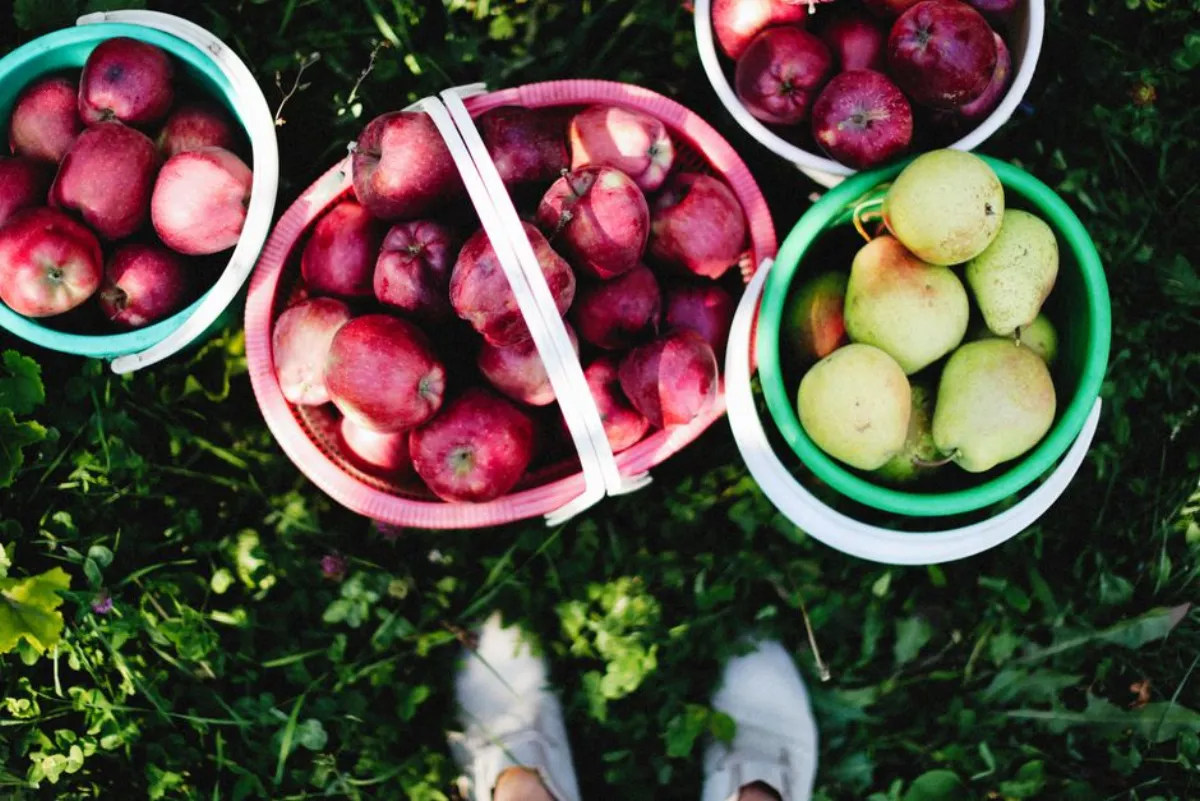 pear basket