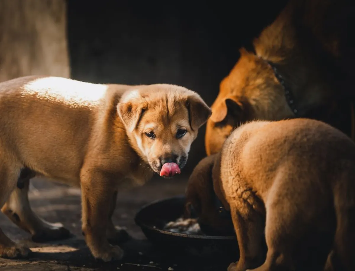puppy food