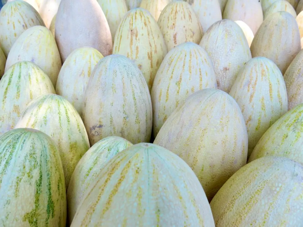 melon yogurt