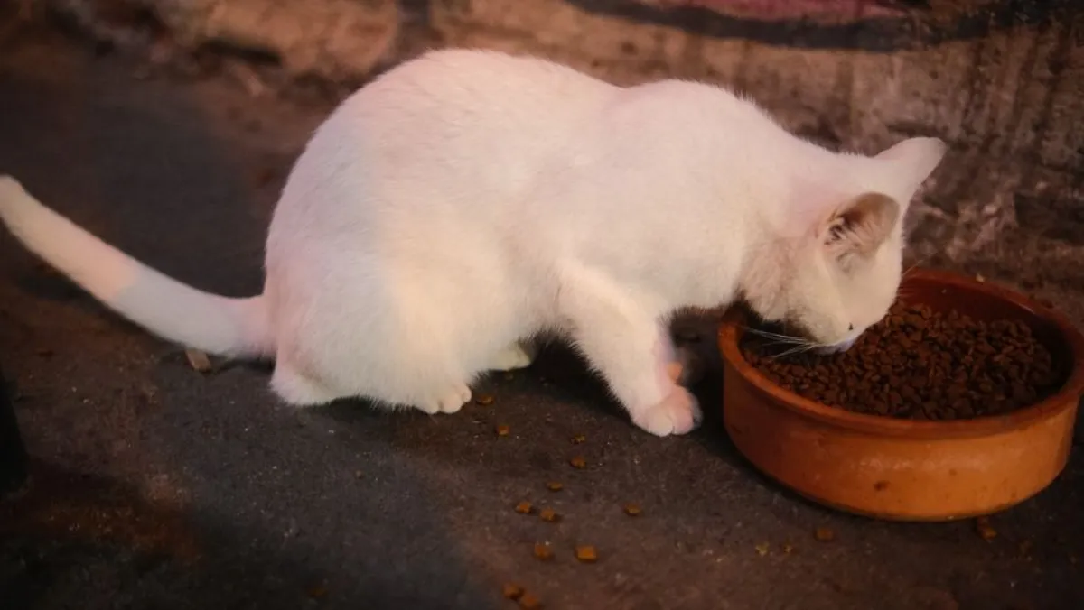 cat food