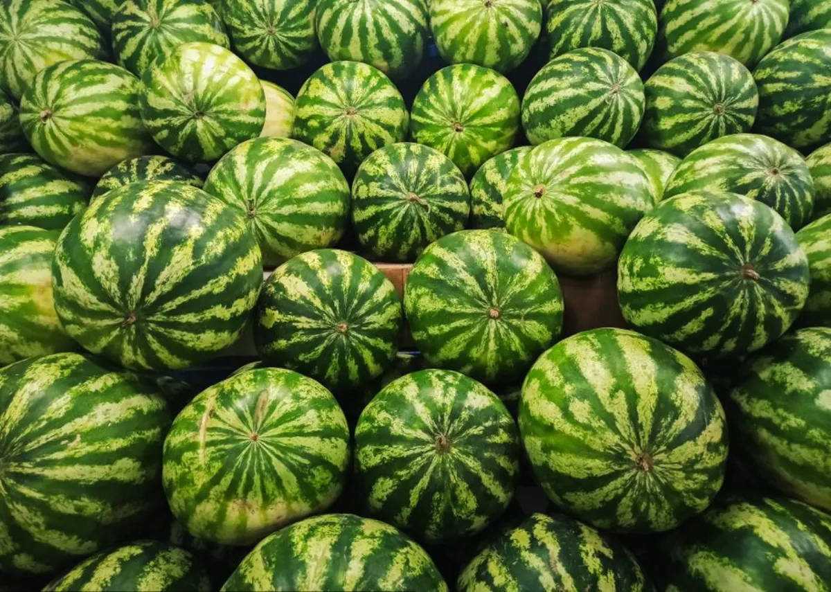 puppy melon